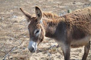 burro salvaje hurgando en el extremo sur de aruba foto