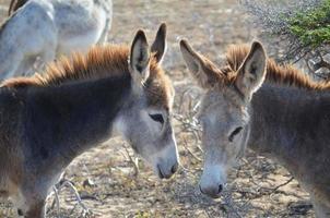 Pair of Wild Donkeys Together in Aruba photo