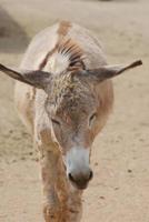 burro salvaje peludo itinerante en la isla de aruba foto