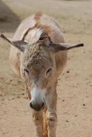 Ambling Shaggy Wild Donkey in Aruba photo