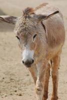 cara absolutamente adorable de un burro salvaje peludo foto