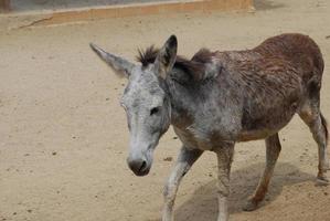 Wild Donkey in the Sanctuary in Aruba photo