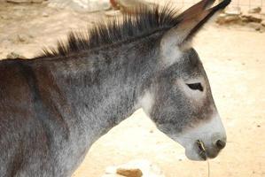 burro salvaje masticando heno en aruba foto