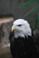 águila calva con un pico particularmente ganchudo foto