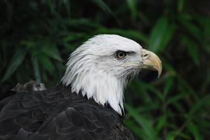 impresionante águila calva americana foto