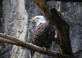 impresionante águila en un árbol podrido foto