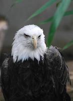 pájaro águila calva salvaje foto