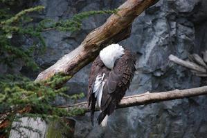Eagle Burying His Face in his Feathers photo