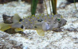 Striped Burrfish Swimming Along the Ocean Floor photo