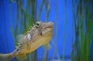 hierba de anguila con un burrfish rayado bajo el agua foto