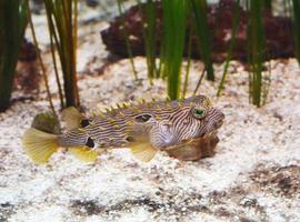 Spiney Boxfish Swimming Along a Sandy Ocean Floor photo