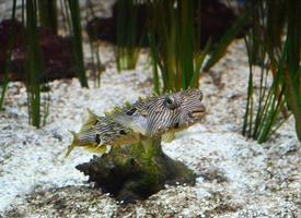 Fantastic Look at a Striped Burrfish on the Ocean Floor photo