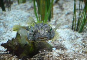 Amazing Spiny Boxfish with Brilliant Green Eyes photo