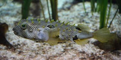 Striped Burrfish are Found in Chesapeake Bay in Virginia photo