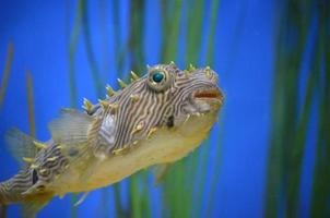 Underwater Fish Face Up Close and Personal photo