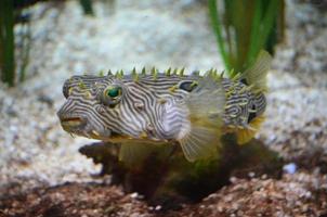 Brilliant Striking Green Eyed Spiny Boxfish Underwater photo