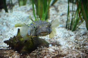 la cara de un burrfish rayado bajo el agua en el fondo del océano foto