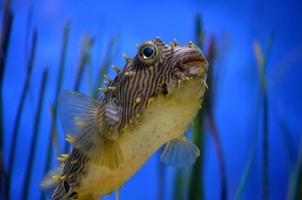 Mira de cerca un burrfish rayado bajo el agua foto