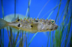 Striped Burrfish Swimming Along Underwater with Eel Grass photo