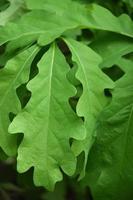 Large Young Green Oak Leaves in the Spring photo