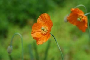 Pretty Flowering California Poppy with an Exposed Stamen photo