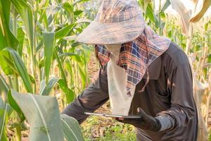 farmer checking growth of corn and using tablet in the field photo