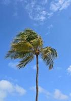 Towering Coconut Palm Tree Against the Sky photo
