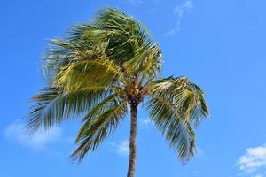 palma de coco contra un fondo de cielos azules foto