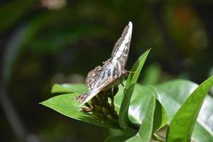 Stunning Close Up of a Brown White and Blue Butterfly photo