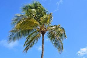 Coconut Palm Tree Blowing in the Wind photo