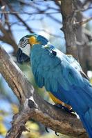 plumas azules con volantes en un guacamayo azul y amarillo foto