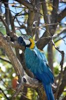 impresionante loro azul y dorado en un árbol foto