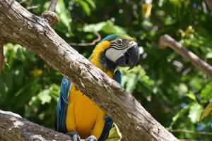 loro guacamayo de colores brillantes sentado en un árbol foto