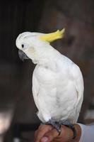 White Crested Cockatoo Bird with His Head Turned photo