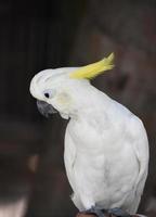 Amazing Yellow Crest on a White Cockatiel Bird photo
