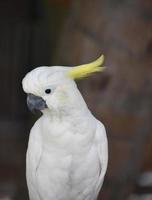 Pretty White Cockatoo Bird Sitting on a Perch photo