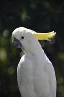 Amazing Close Up of a White Cockatoo photo