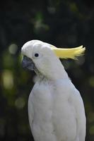Beautiful White Cockatoo Bird with a Curved Beak photo