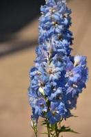 Light Blue Flowering Delphinium Flowers in Bloom photo