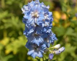 flor de espuela de caballero azul claro que florece en un jardín foto