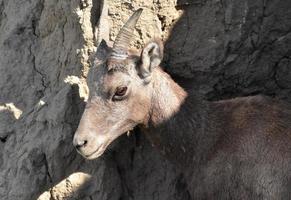 Looking into the Eyes of a Young Bighorn Sheep photo