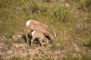 Grazing Pair of Mother and Juvenile Bighorn Sheeps photo