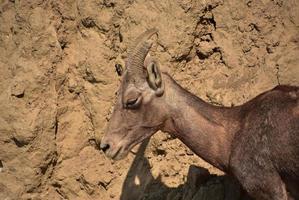 cerrar la cabeza de un borrego cimarrón en las tierras baldías foto