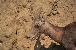 Bighorn Sheep Standing in the Sun on a Summer Day photo