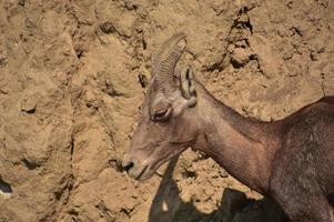 borrego cimarrón de pie al sol en un día de verano foto