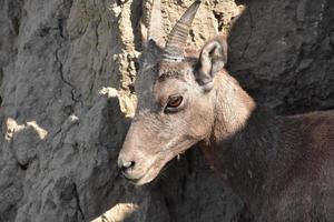 Side Profile of a Young Bighorn Sheep photo