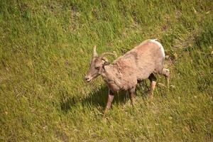 Bighorn Sheep Walking Through Grasses in the Badlands photo