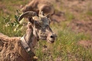 Looking Directly into the Face of a Bighorn Sheep photo