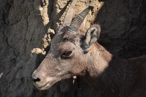 Cerca de un borrego cimarrón en las tierras baldías foto