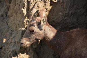 Fantástico perfil lateral de un joven borrego cimarrón foto